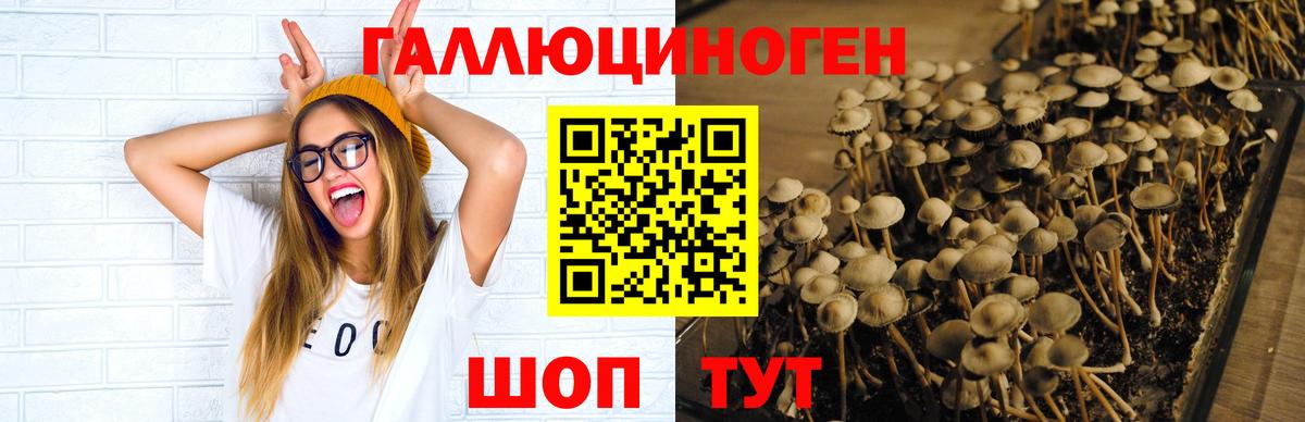 Галлюциногенные грибы GOLDEN TEACHER  Вход с VPN  Тихорецк 